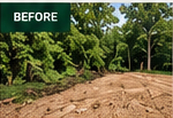 Overgrown wooded lot before clearing